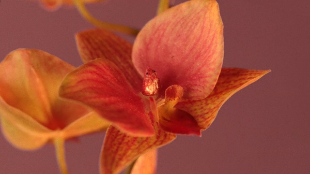 Video Reference: flower, orange, flowering plant, flora, petal, close up, hippeastrum, plant, macro photography, amaryllis belladonna, Person