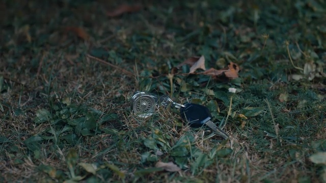 Video Reference: Green, Grass, Leaf, Soil, Plant