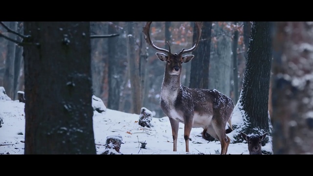 Video Reference: Organism, Plant, Elk, Fawn, Deer, Reindeer, Snow, Terrestrial animal, Horn, Tree