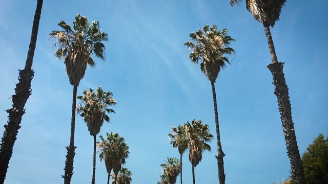 Video Reference: Tree, Desert Palm, Palm tree, Sky, Vegetation, Arecales, Borassus flabellifer, Plant, Woody plant, Botany, Person