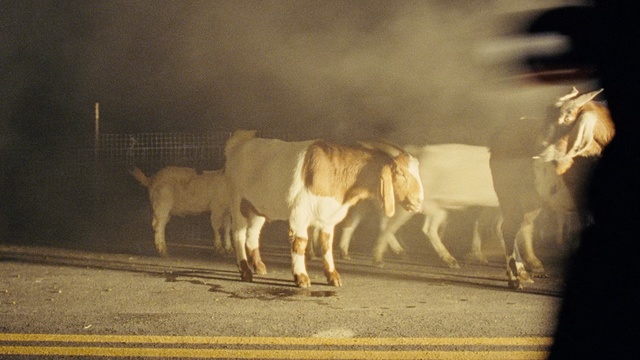 Video Reference: Bovine, Ox, Herd, Livestock, Snout, Cow-goat family, Bull