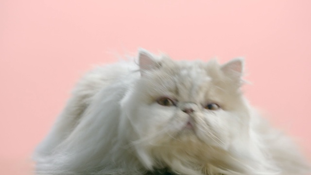 Video Reference: Cat, Mammal, Small to medium-sized cats, Felidae, Persian, Whiskers, British longhair, Fur, Carnivore, Domestic long-haired cat