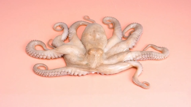 Video Reference: octopus, cephalopod, marine invertebrates, invertebrate, organism, squid, Person