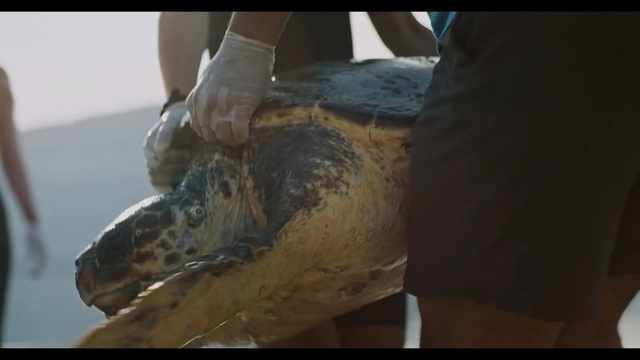 Video Reference: Reptile, Sea turtle, Turtle, Tortoise, Common snapping turtle, Loggerhead sea turtle, Chelydridae, Art, Sculpture, Animal, Indoor, Man, Table, Sitting, Cake, Holding, Standing, Woman, Large, White, People