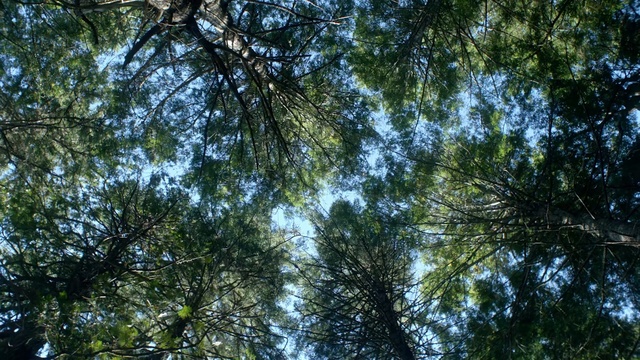 Video Reference: tree, nature, vegetation, ecosystem, forest, sky, temperate broadleaf and mixed forest, grove, leaf, nature reserve, Person