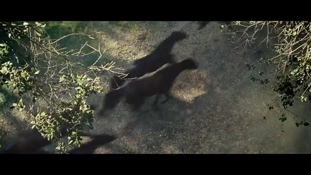 Video Reference: Nature, Wildlife, Adaptation, Shadow, Soil, Screenshot