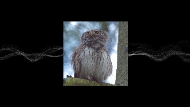 Video Reference: Owl, Bird of prey, Bird, Organism, Adaptation, Photography, Wildlife, Darkness, Photo caption, Screenshot