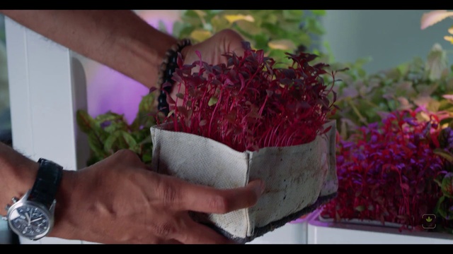 Video Reference: Watch, Plant, Flower, Ingredient, Terrestrial plant, Magenta, Leaf vegetable, Grass, Flowering plant, Natural material