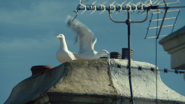 Video Reference: Bird, European herring gull, Seabird, Gull, Beak, Sky, Charadriiformes, Lari, Stork, Roof