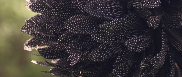 Video Reference: Black, Pattern, Design, Organism, Mesh, Textile, Lace, Net, Plant, Metal