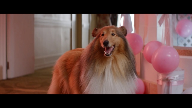 Video Reference: Mammal, Dog, Vertebrate, Canidae, Dog breed, Scotch collie, Carnivore, Shetland sheepdog, Rough collie, Collie