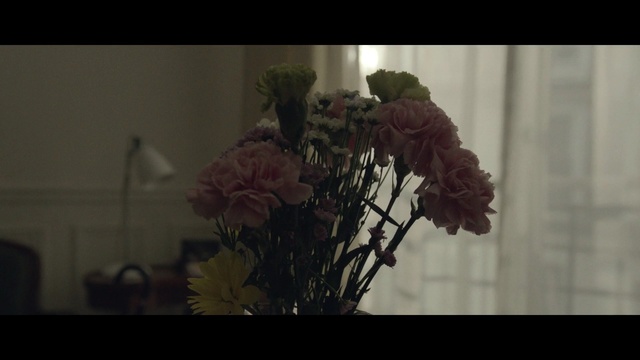 Video Reference: flower, plant, flora, darkness, screenshot, petal, floristry, spring, still life photography, flowering plant