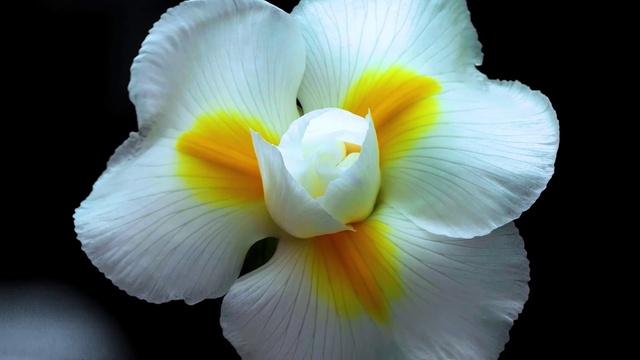 Video Reference: Petal, White, Flower, Yellow, Plant, Flowering plant, Close-up, Iris, Wildflower
