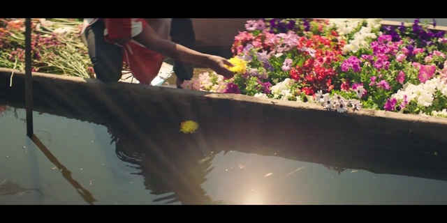 Video Reference: Water, Flower, Plant, Aquatic plant, Leisure, Landscape, Shrub, Pond, water lily