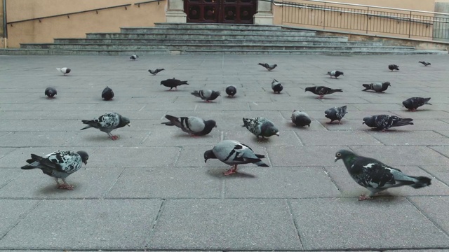 Video Reference: Bird, Pigeons and doves, Stock dove, Rock dove, Beak
