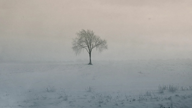 Video Reference: fog, winter, tree, freezing, mist, snow, sky, atmosphere, morning, trident