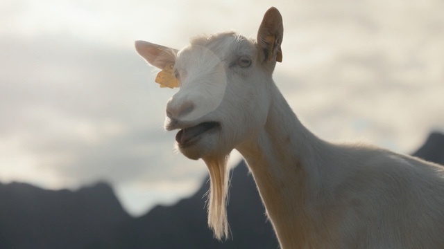 Video Reference: goats, goat, fauna, cow goat family, goat antelope, wildlife, horn, livestock, snout