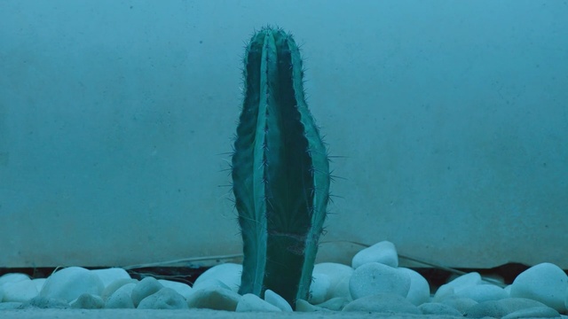 Video Reference: Blue, Underwater, Water, Organism, Plant