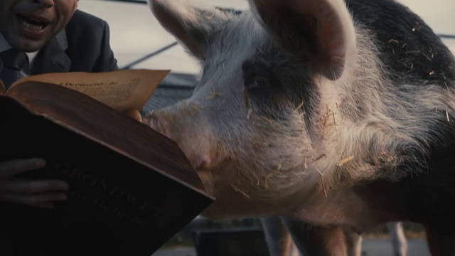 Video Reference: Domestic pig, Suidae, Snout, Boar, Livestock, Dog, Sitting, Looking, Front, Standing, Small, Car, Black, Man, Table, White, Brown, Computer, Holding, Animal, Mammal, Pig