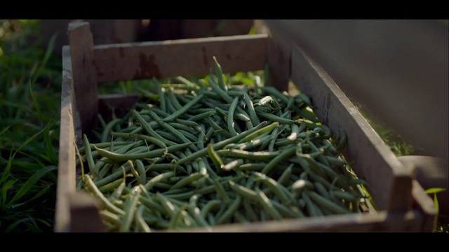 Video Reference: Plant, Vegetable, Green bean, Food, Produce, Local food