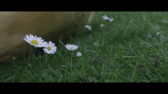 Video Reference: Flower, Flowering plant, Daisy, Nature, Daisy, Oxeye daisy, Plant, Petal, Grass, Daisy family