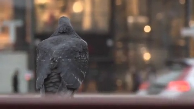 Video Reference: statue