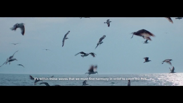 Video Reference: Flock, Bird, Bird migration, Seabird, Animal migration, Sky, Organism, Wildlife, Sea, Beak