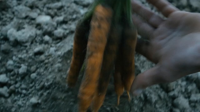 Video Reference: soil, organism, tree, Person