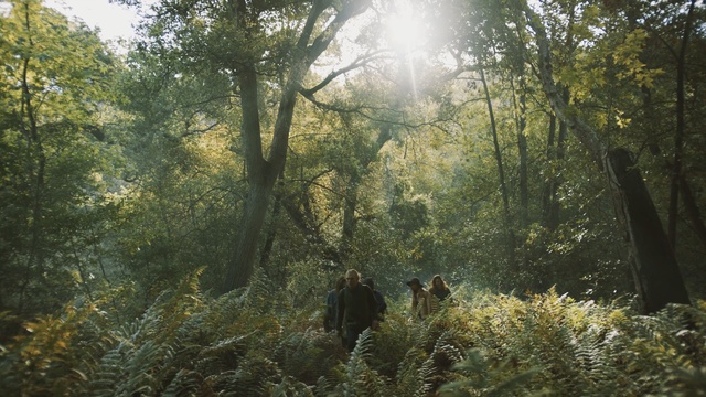 Video Reference: lost, ecosystem, forest, nature, tree, woodland, nature reserve, vegetation, wilderness, old growth forest, plant