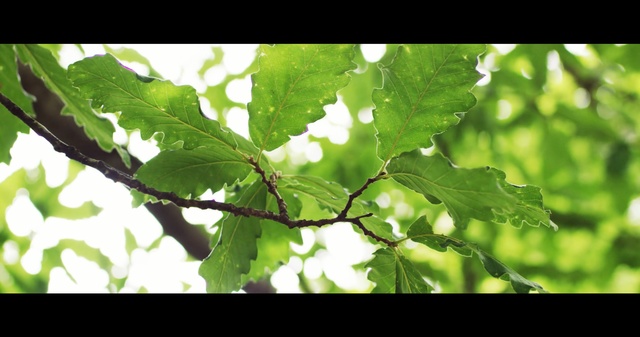 Video Reference: green, leaf, vegetation, tree, branch, plant, deciduous, sunlight, plant stem, twig
