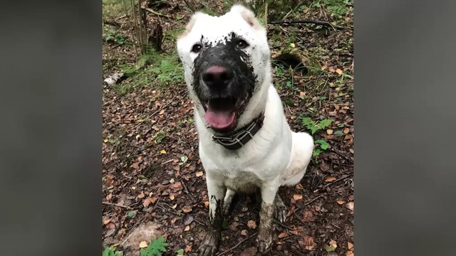 Video Reference: Dog, Mammal, Vertebrate, Dog breed, Canidae, Carnivore, Snout, Non-Sporting Group, American pit bull terrier, Sporting Group