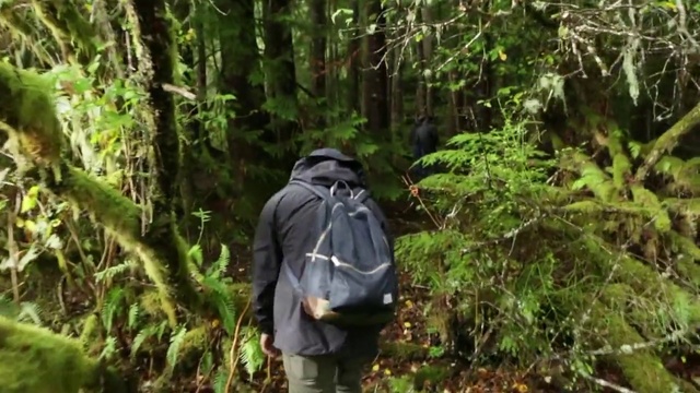 Video Reference: Nature reserve, Jungle, Forest, Vegetation, Nature, Natural environment, Old-growth forest, Wilderness, Rainforest, Valdivian temperate rain forest