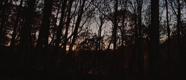 Video Reference: Tree, Nature, Sky, Natural environment, Black, Natural landscape, Forest, Branch, Woodland, Atmospheric phenomenon