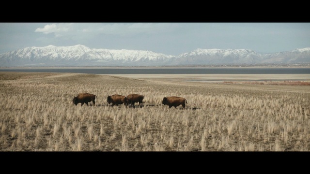 Video Reference: ecosystem, tundra, grassland, cattle like mammal, herd, prairie, wildlife, wilderness, steppe, ecoregion