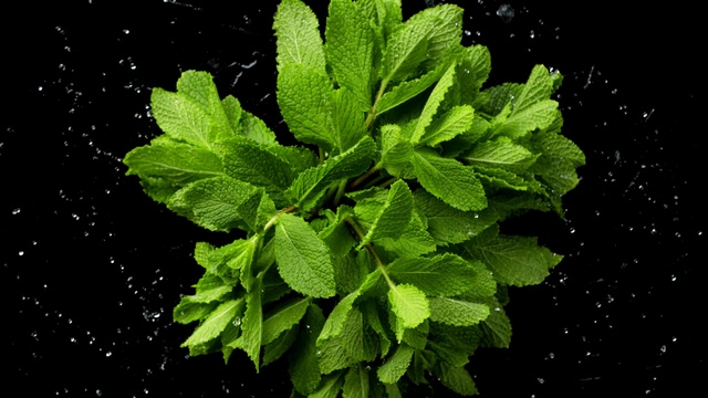 Video Reference: Flowering plant, Leaf, Plant, Flower, Herb, Spearmint, Stevia rebaudiana, Lemon balm, Mint, Nettle family