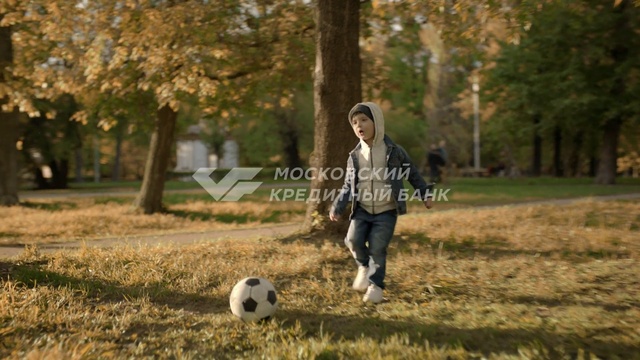 Video Reference: photograph, mammal, tree, vertebrate, woody plant, grass, photography, plant, leaf, autumn