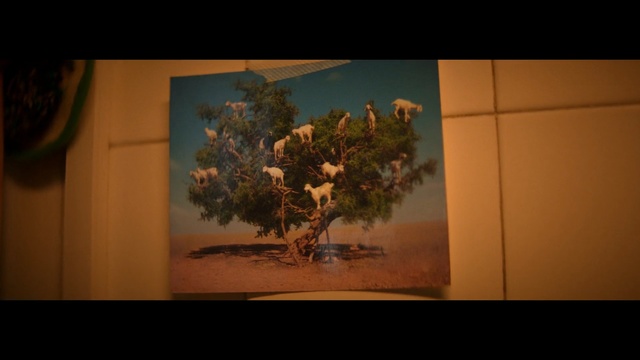 Video Reference: Nature, Tree, Sky, Leaf, Still life photography, Snapshot, Branch, Plant, Adaptation, Woody plant