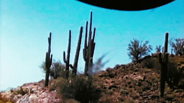 Video Reference: Saguaro, Cactus, Nature, Vegetation, Natural environment, Tree, Plant, Biome, Wilderness, Plant community