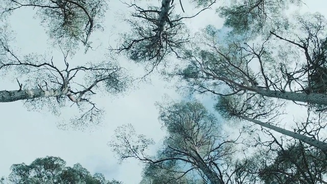 Video Reference: tree, woody plant, vascular plant, plant, forest, branch, sky