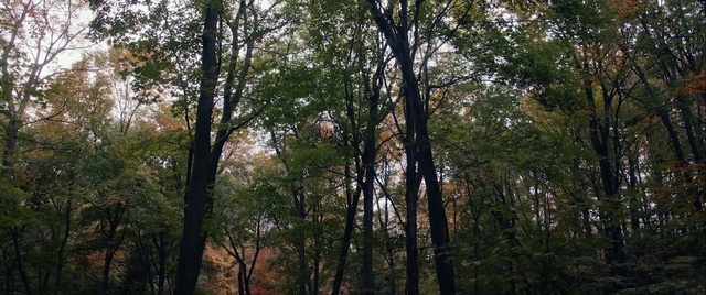 Video Reference: Tree, Forest, Nature, Natural environment, Tropical and subtropical coniferous forests, Nature reserve, Temperate broadleaf and mixed forest, Vegetation, Woodland, Northern hardwood forest