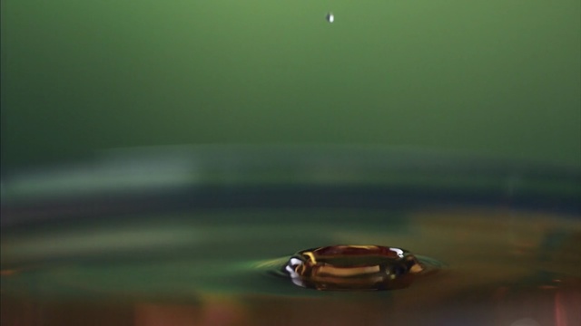 Video Reference: insect, cockroach, arthropod, beetle, terrapin, bug, ladybug