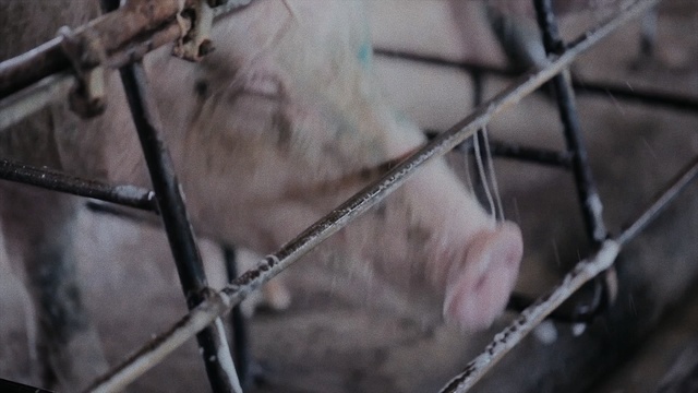 Video Reference: mammal, snout, animal shelter