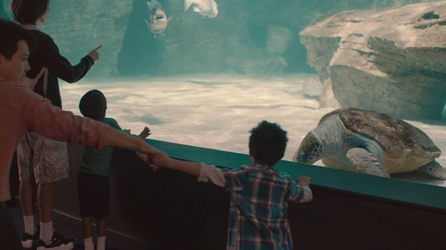 Video Reference: Aquarium, Water, Organism, Adaptation, World, Marine mammal, Leisure, Vacation, Tourist attraction, Tourism