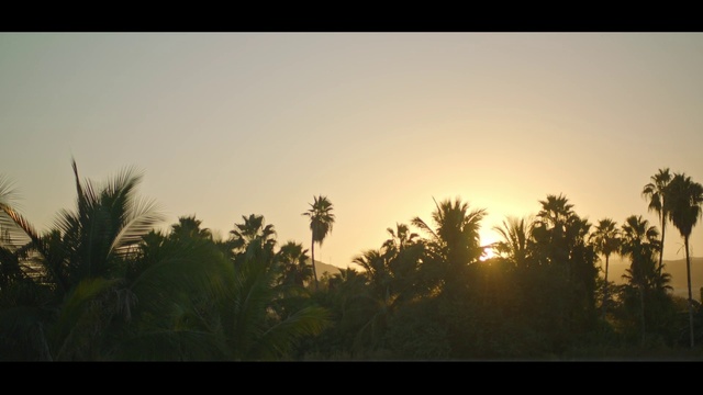Video Reference: Sky, Atmosphere, Plant, Afterglow, Natural landscape, Branch, Tree, Terrestrial plant, Arecales, Cloud