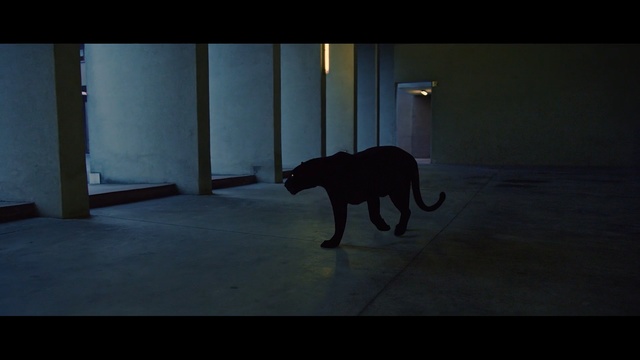 Video Reference: black, mammal, darkness, light, dog, dog like mammal, atmosphere, shadow, sky, night