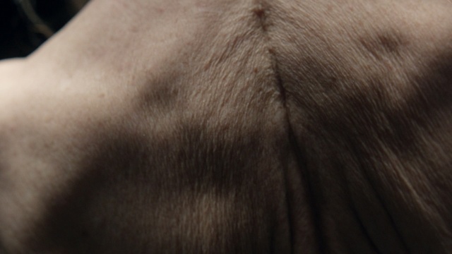 Video Reference: hair, skin, fur, nose, forehead, close up, snout, neck, mane, back