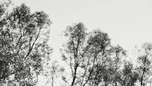 Video Reference: tree, black and white, branch, monochrome photography, vegetation, sky, woody plant, ecosystem, leaf, photography, Person