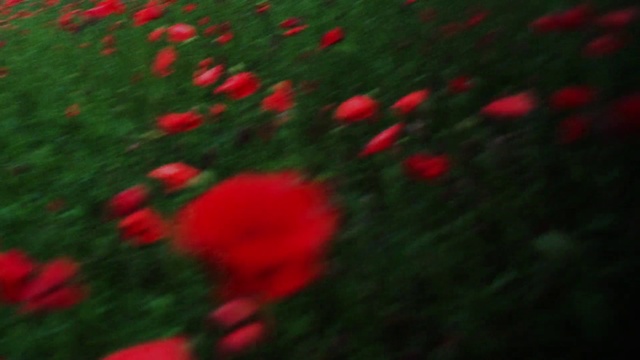 Video Reference: Flower, Plant, Petal, Natural landscape, Herbaceous plant, Grass, Groundcover, Flowering plant, People in nature, Landscape