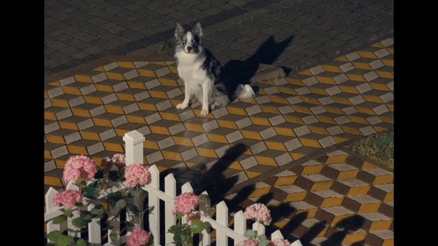 Video Reference: Cat, Mammal, Felidae, Small to medium-sized cats, Carnivore, Whiskers, Aegean cat, Tail, Kitten, Domestic short-haired cat