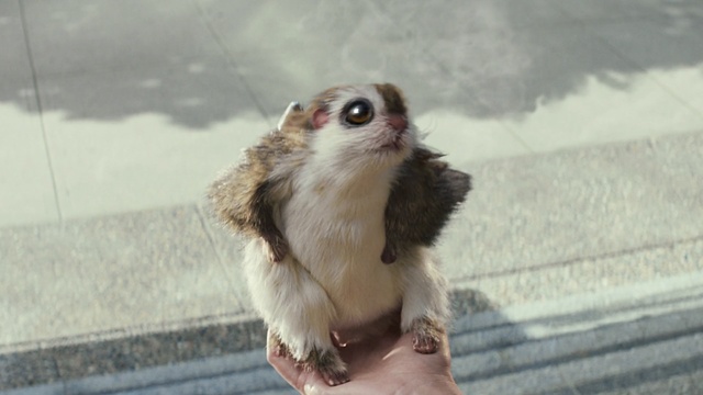 Video Reference: fauna, fur, snout